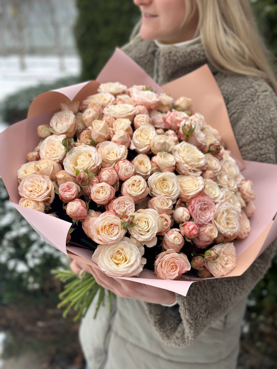 51 Pfingstrosenartige Rosen der Sorte Bombastic