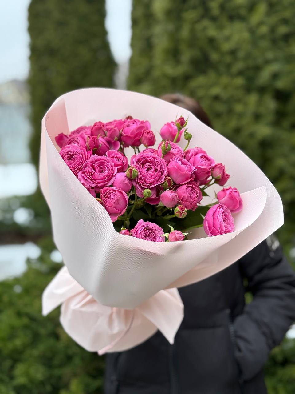 19 verzweigte pfingstrosenähnliche Rosen Sorte Lavenderlace