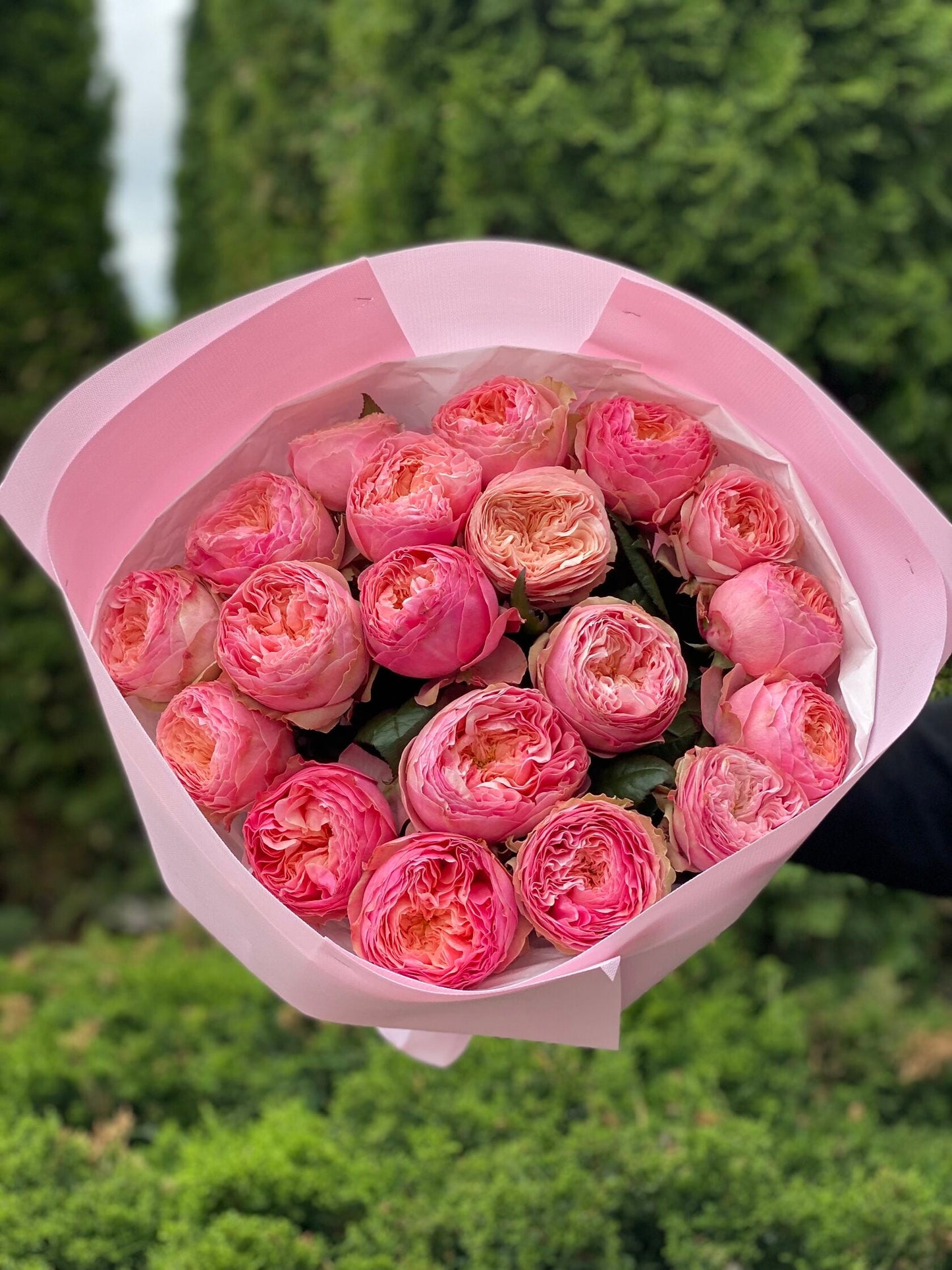 19 пионовидных роз сорта Харпер