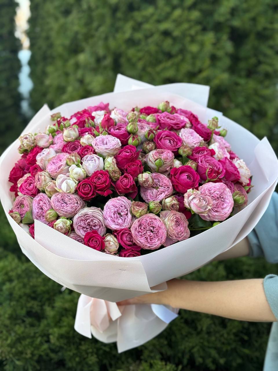 51 Pfingstrosenrosen der Sorten Lavendel und Majestic