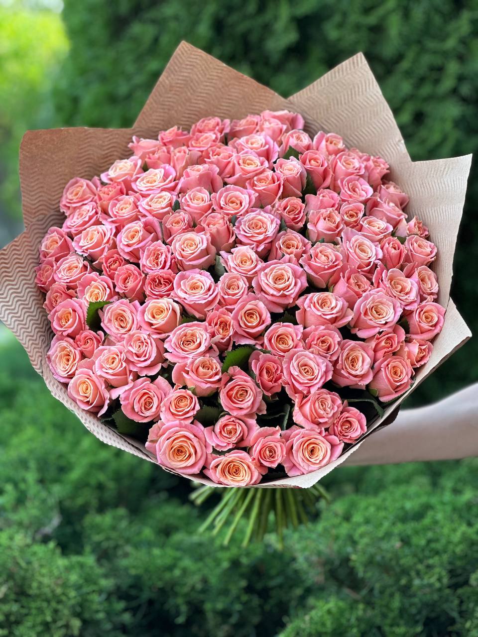 101 Rosen Sorte Miss Piggy