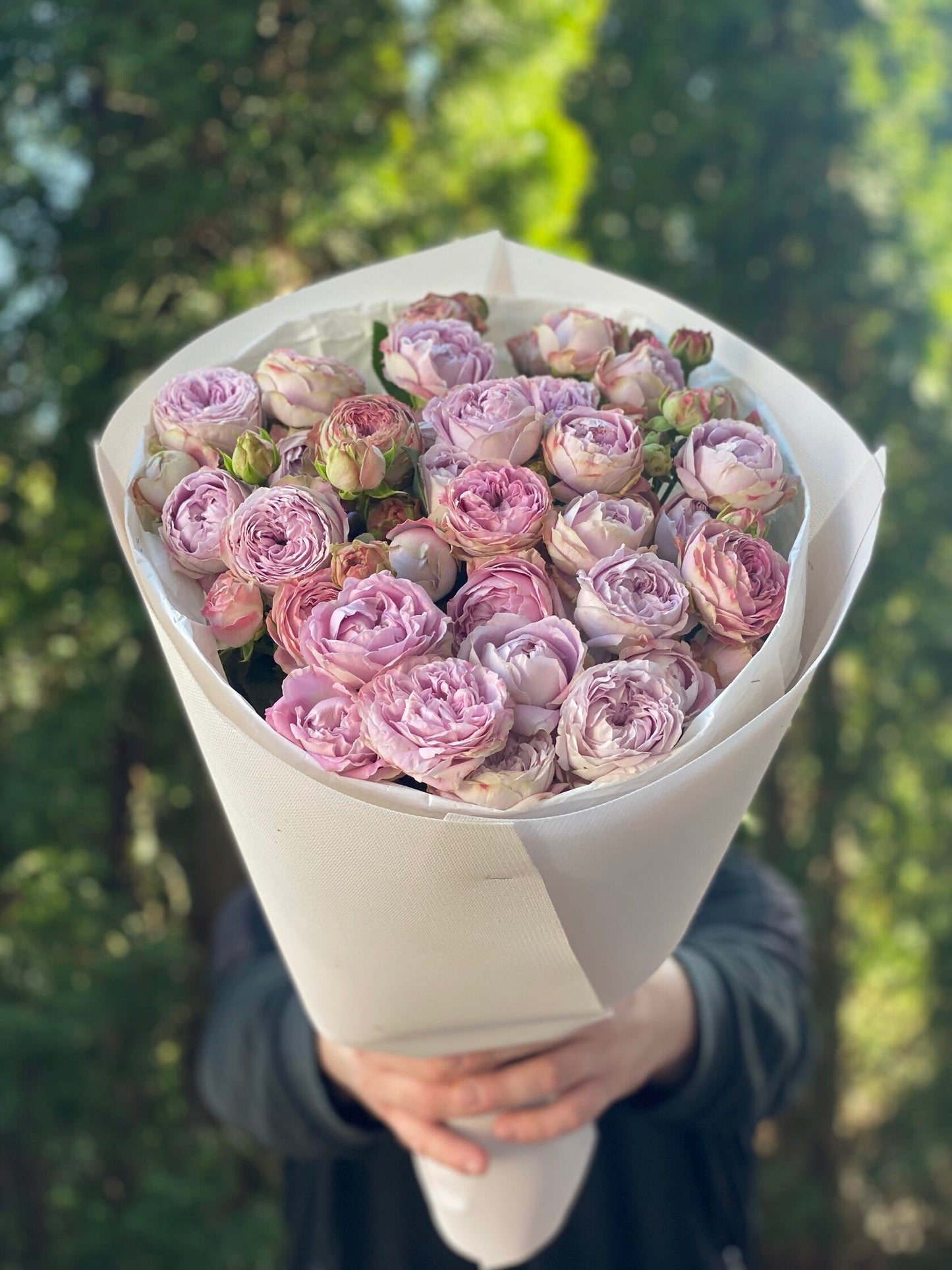19 verzweigte pfingstrosenähnliche Rosen Sorte Lavendel