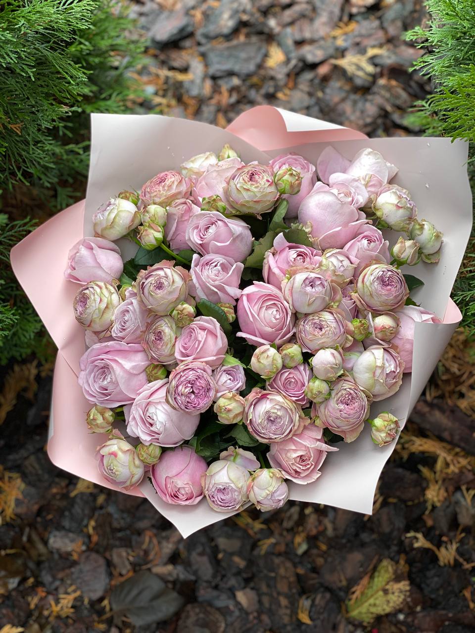 39 пионовидных роз сорта «Лаванда»