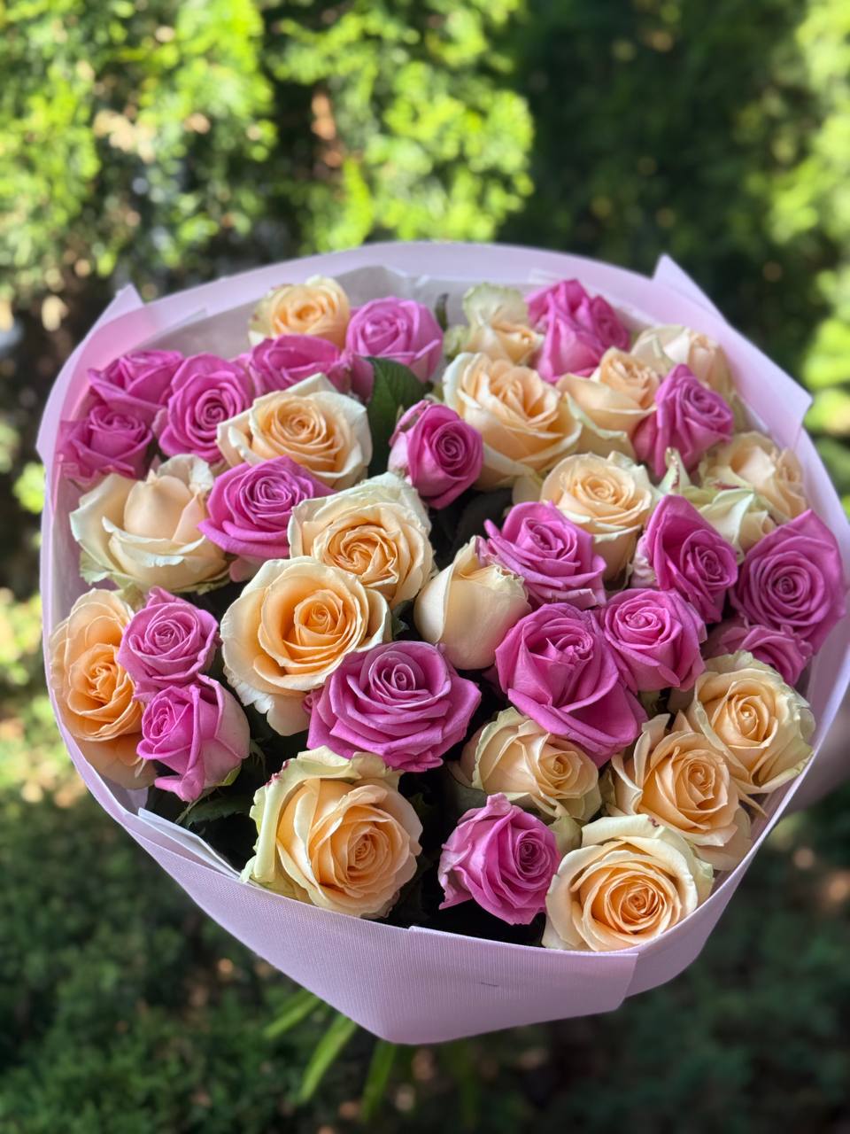 39 róż odmiany Aqua i Peach