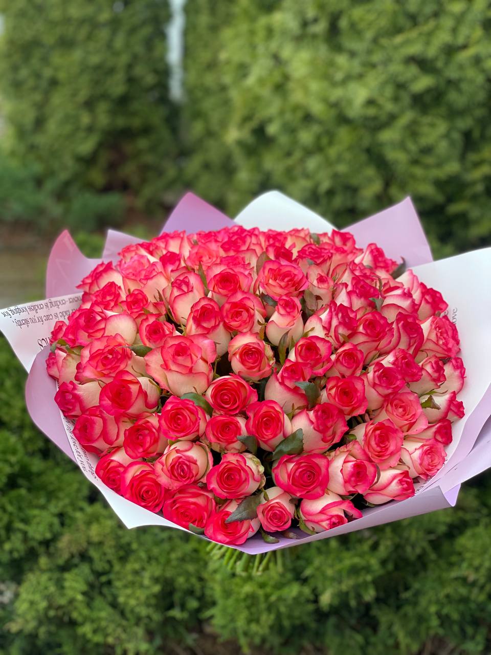 101 Rosen Sorte Jumilia