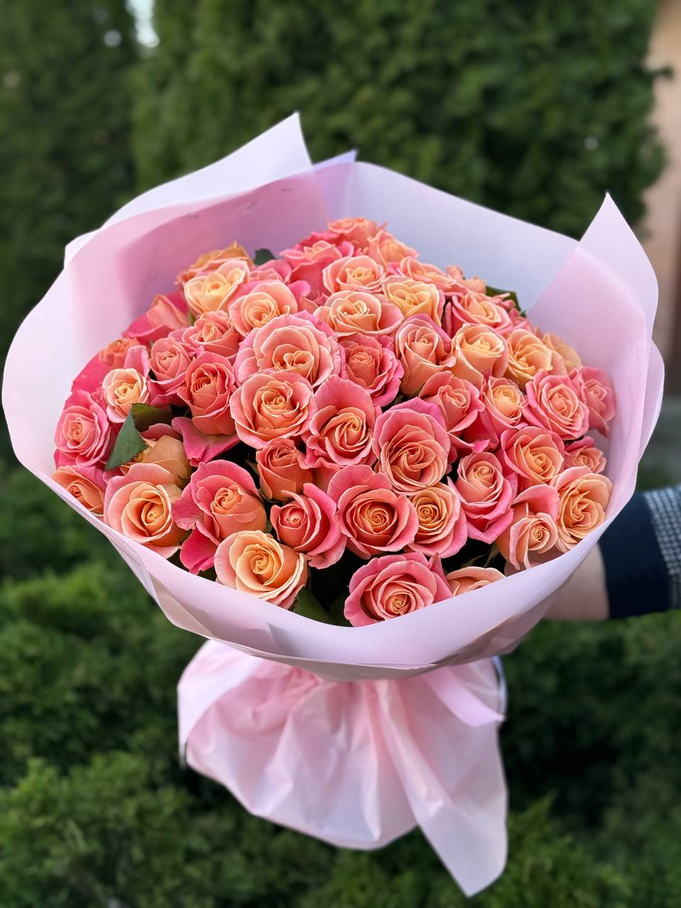 51 Rosen der Sorte Miss Piggy