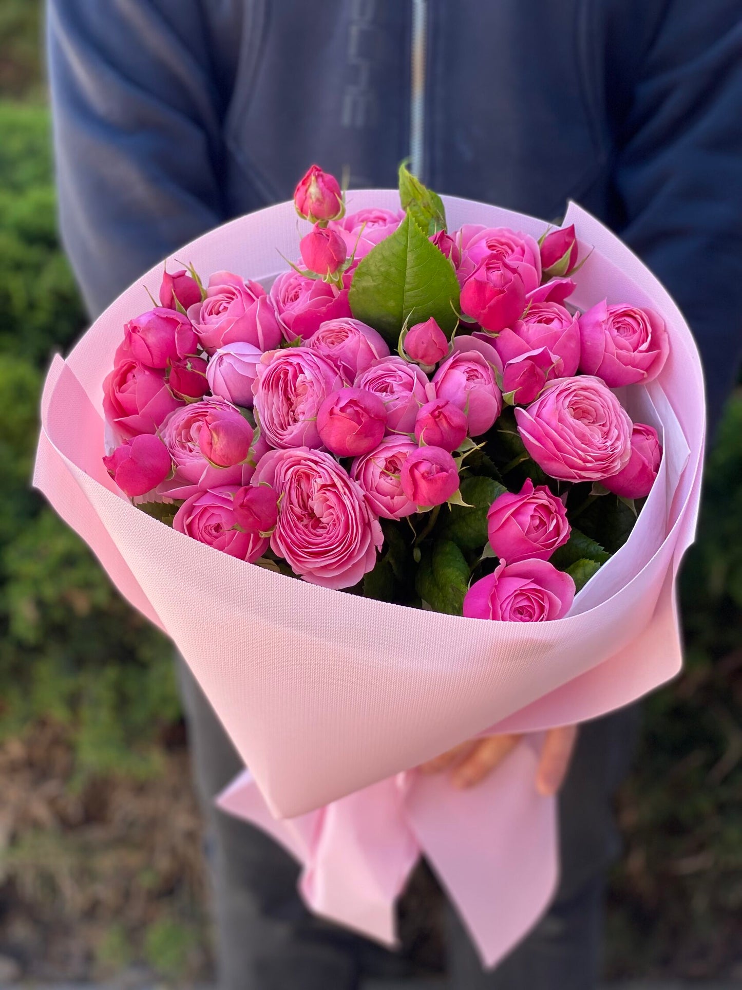 19 verzweigte pfingstrosenähnliche Rosen Sorte Lavenderlace Light