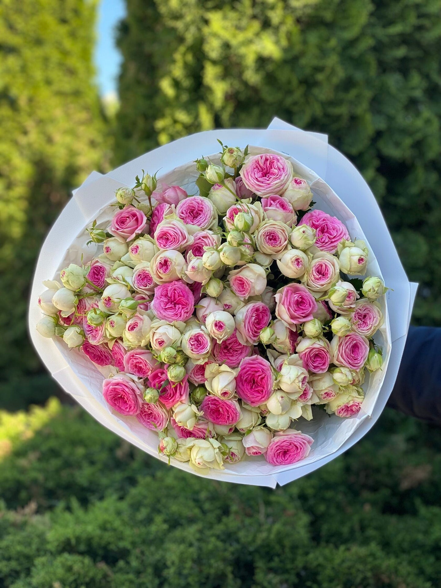 39 пионовидных роз сорта «Джелато»