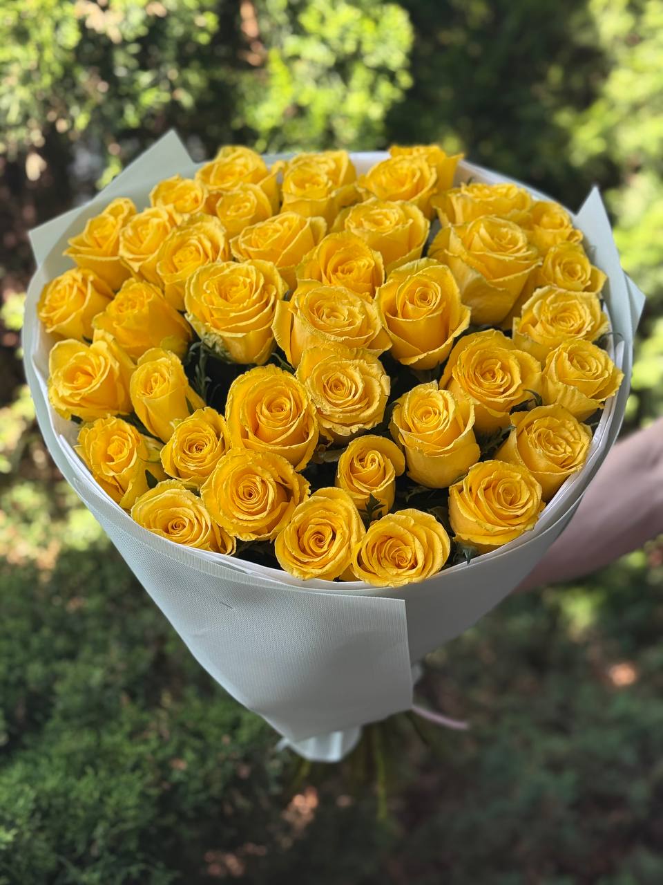 51 Rosen der Sorte Penny Lane