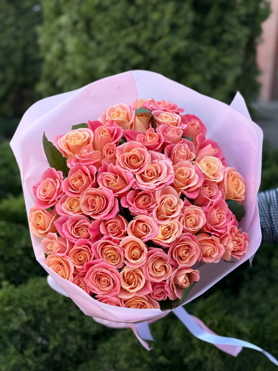 51 Rosen der Sorte Miss Piggy