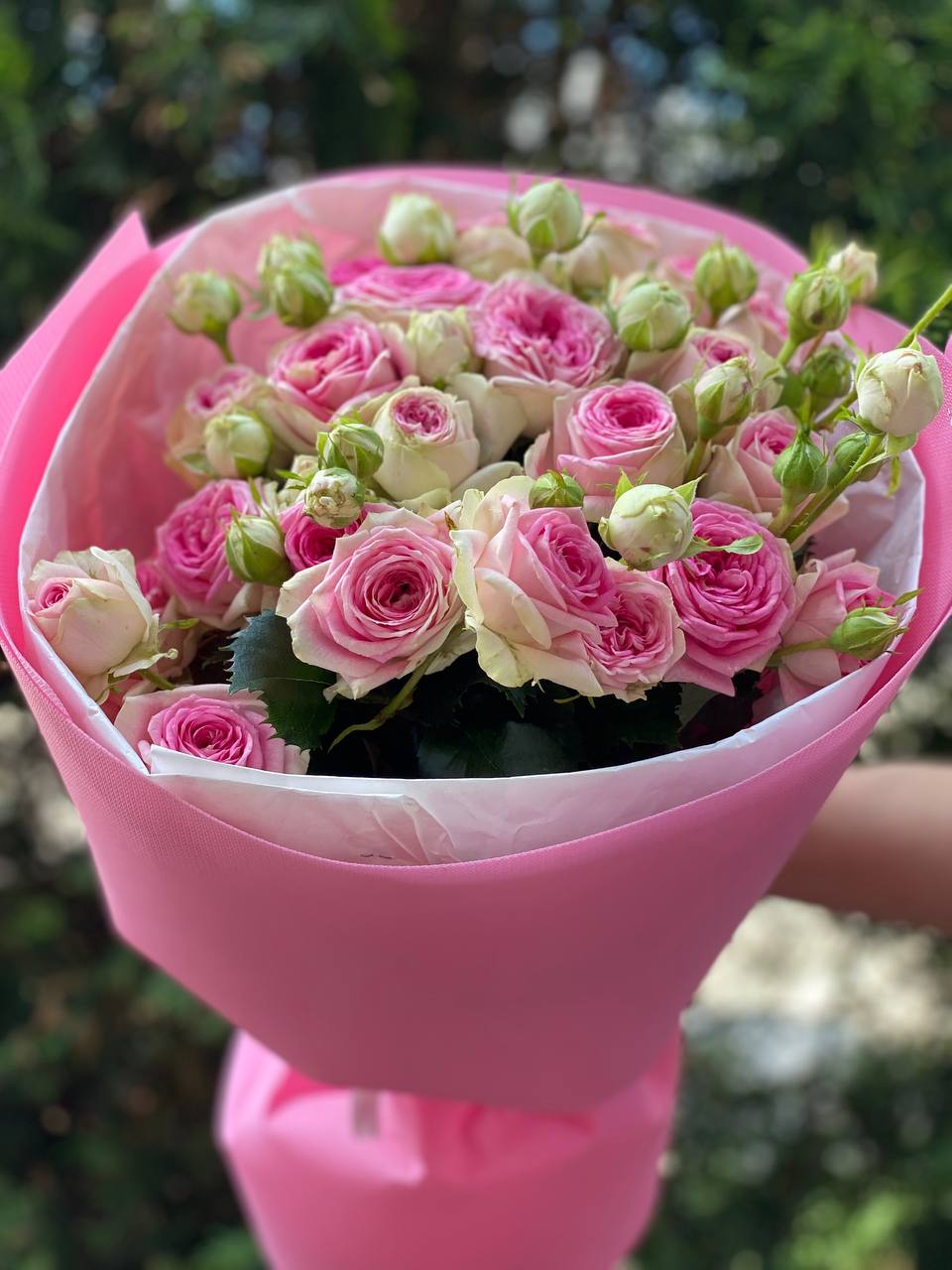 19 verzweigte pfingstrosenähnliche Rosen Sorte Gelato