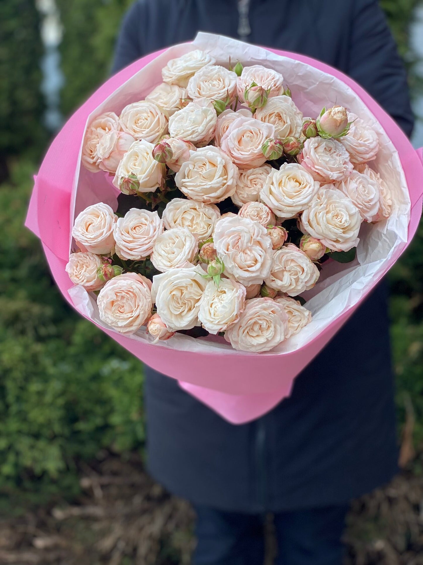 19 pfingstrosenähnliche Rosen Sorte Bombastic