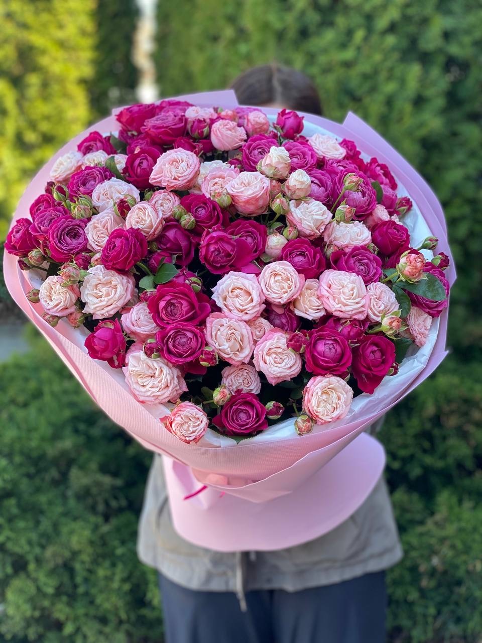 51 Pfingstrosenrosen der Sorten Bombastic und Majestic
