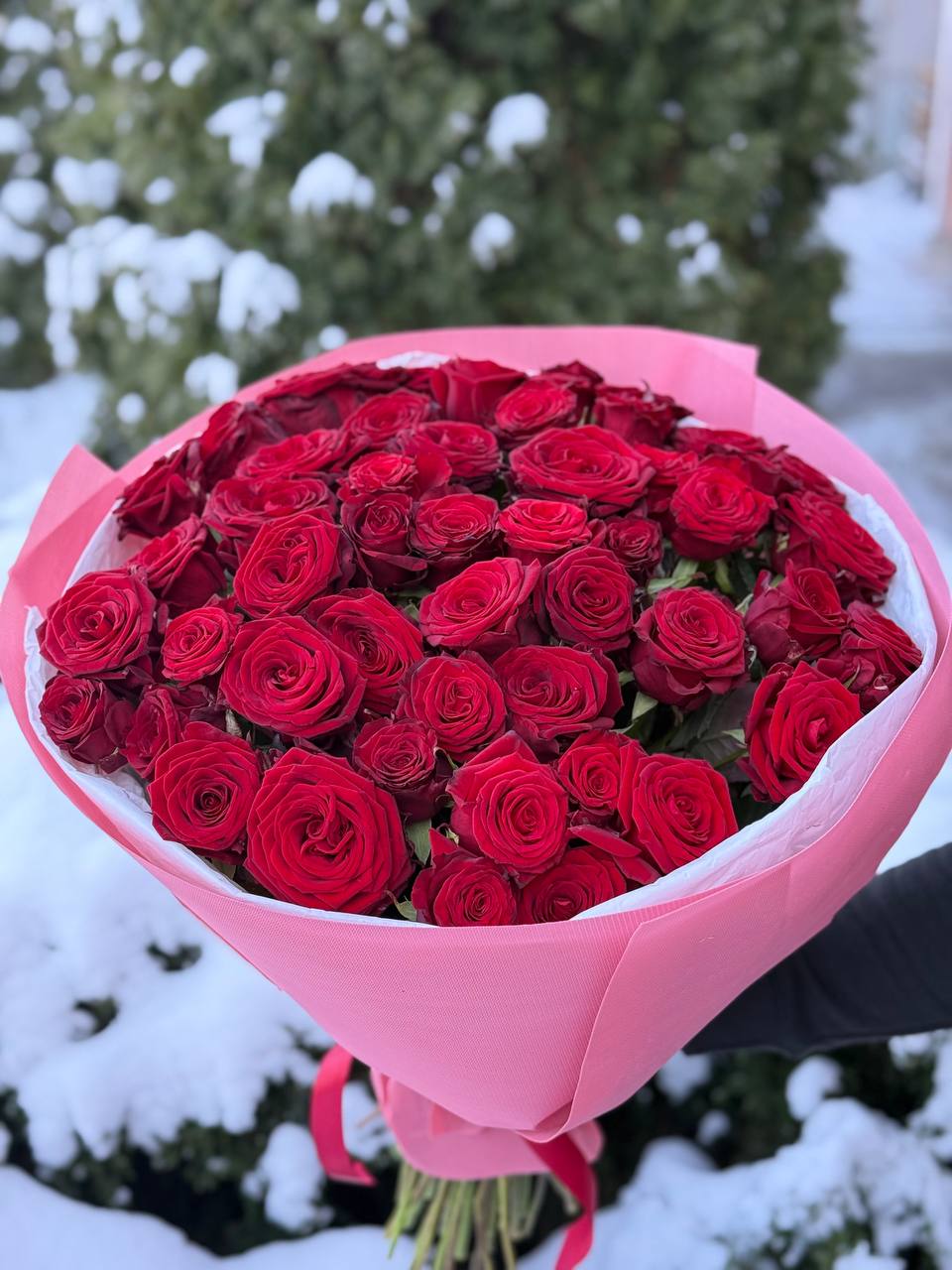 51 Rosen der Sorte Grand Prix