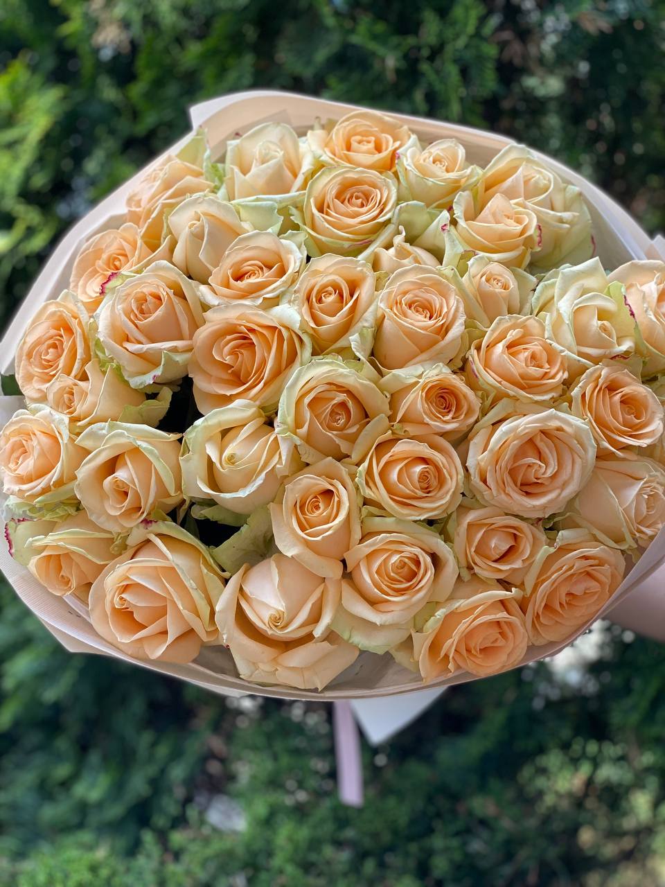 51 Rosen der Sorte Peach Avalanche