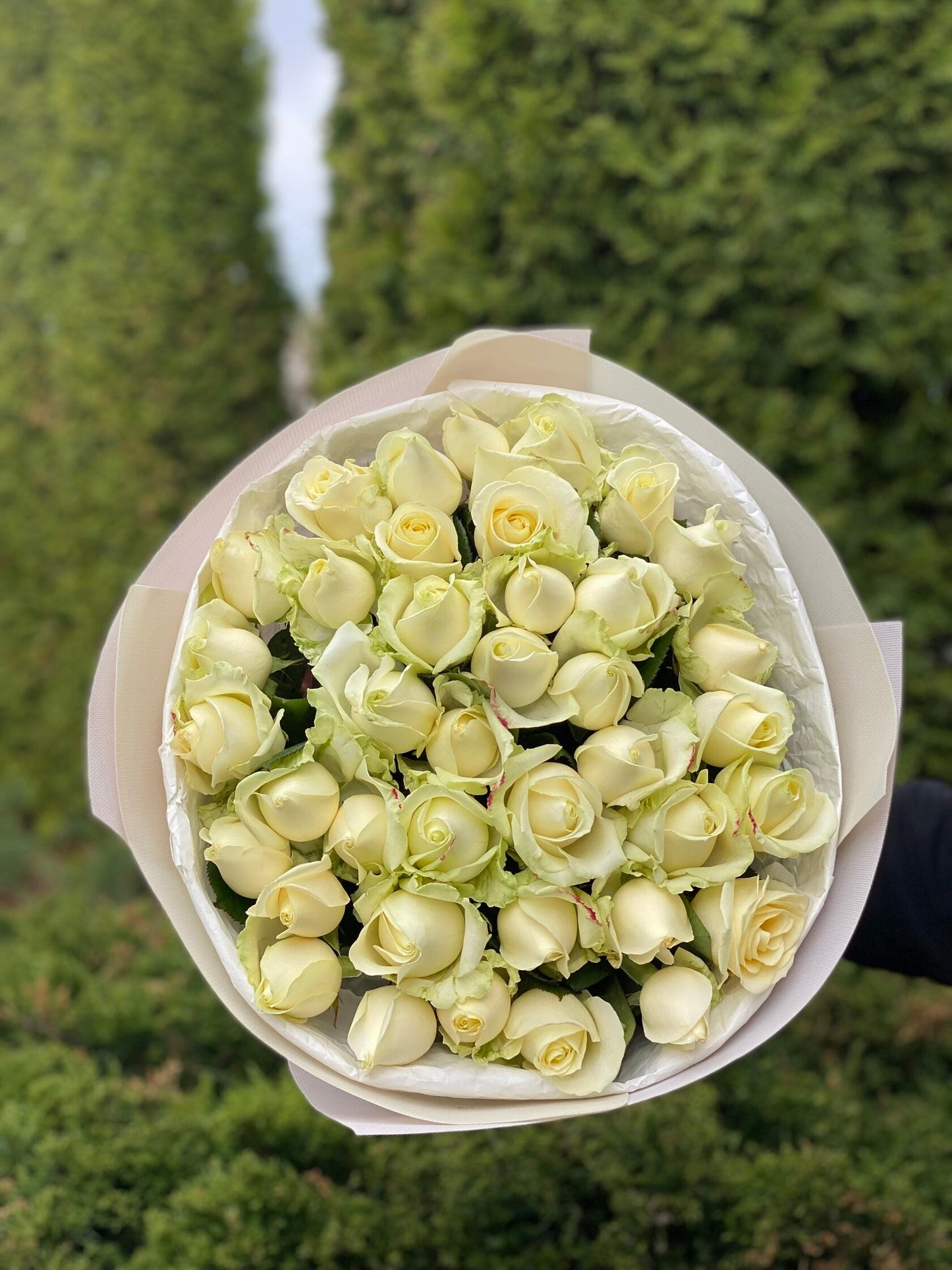 39 роз сорта «Аваланж»