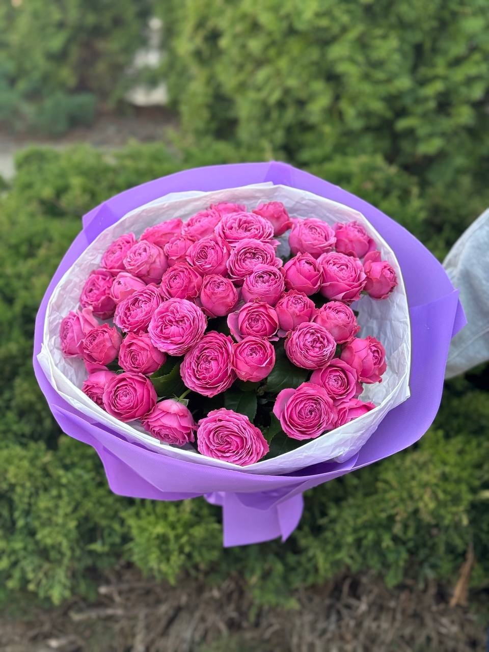 39 пионовидных веток роз сорта LavenderLace