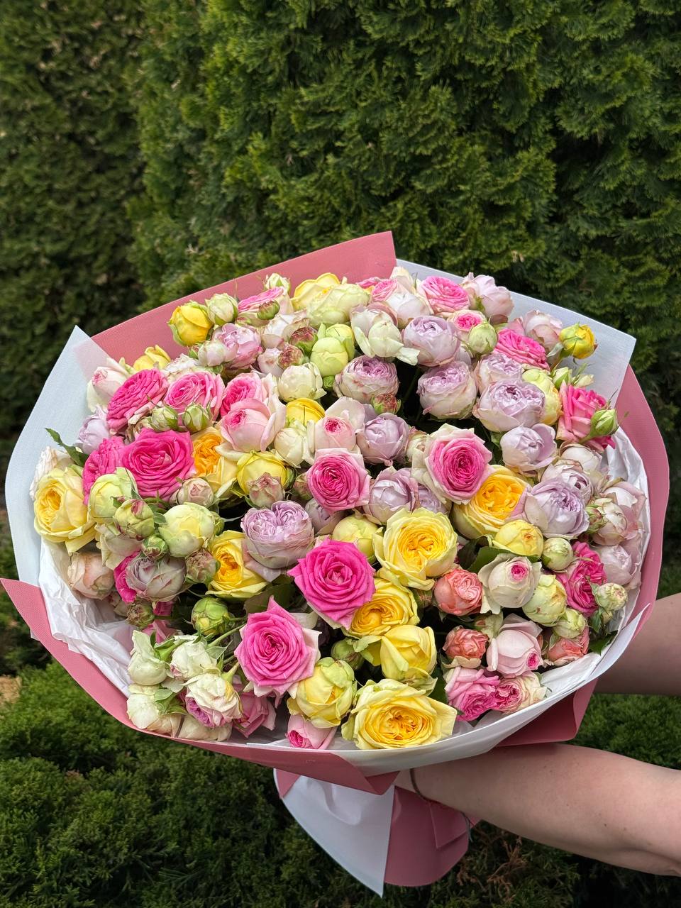 51 pfingstrosenähnliche Rosen (Lavendel, Gelato, Peony)