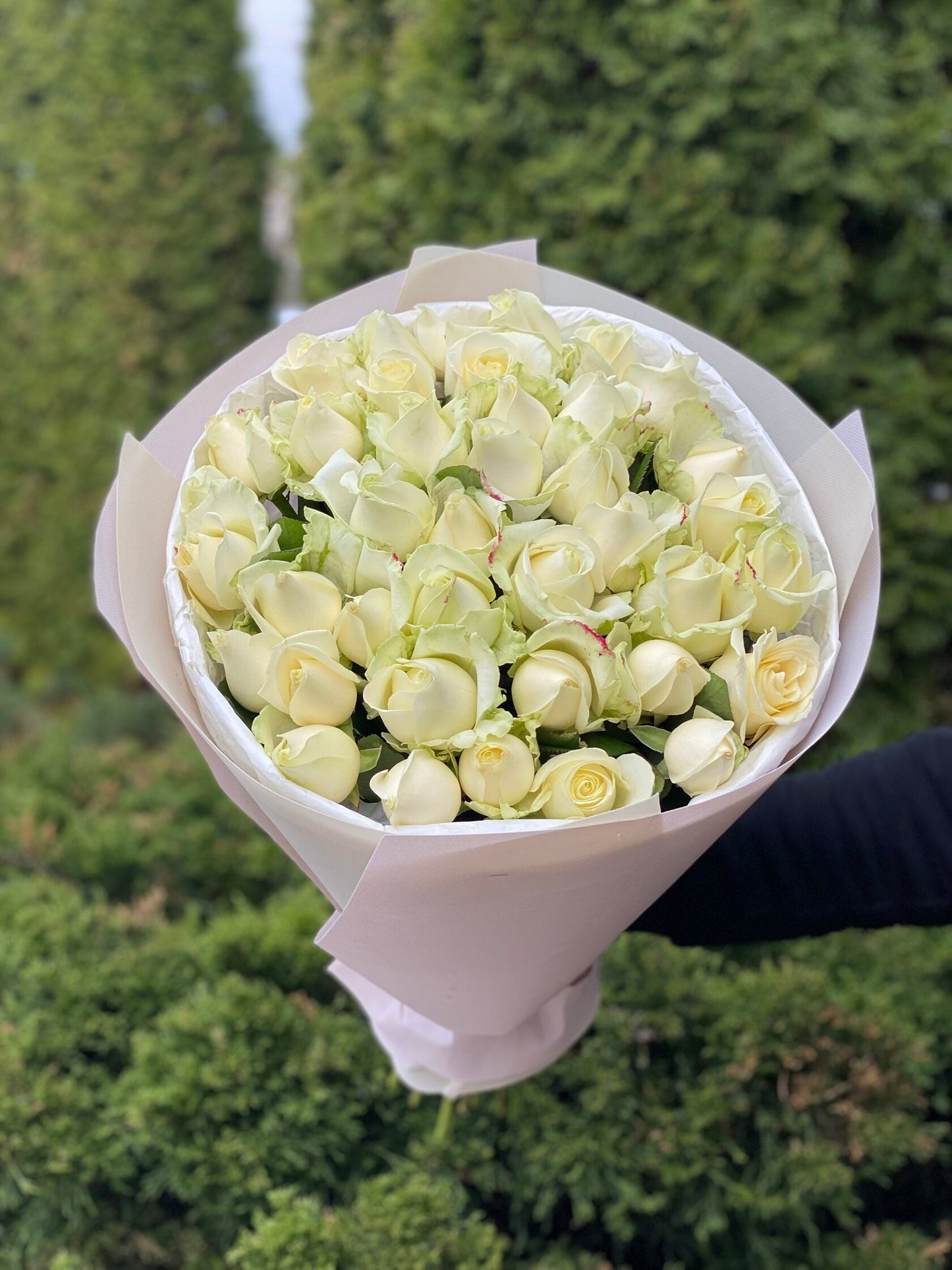 39 роз сорта «Аваланж»