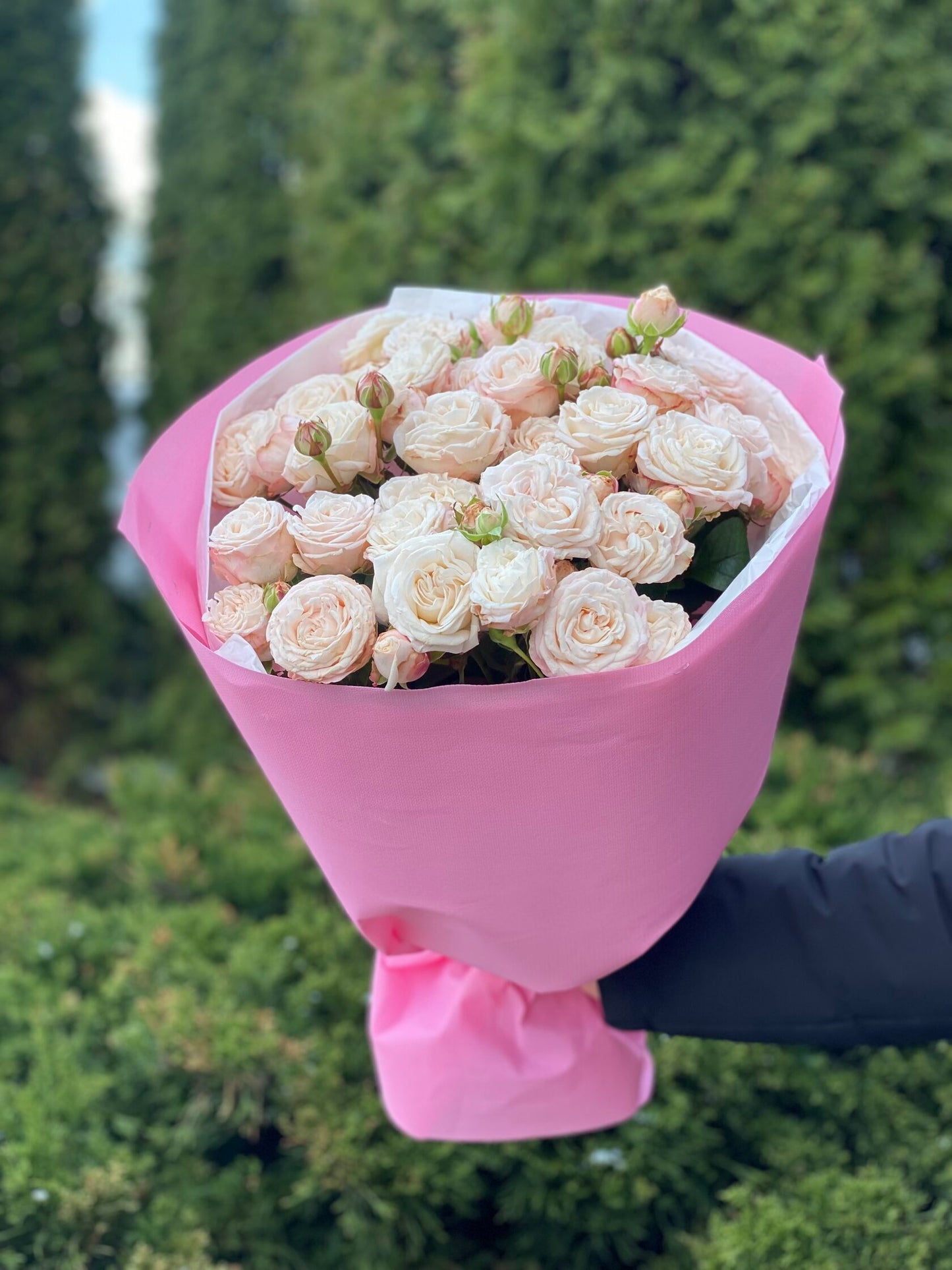 19 pfingstrosenähnliche Rosen Sorte Bombastic