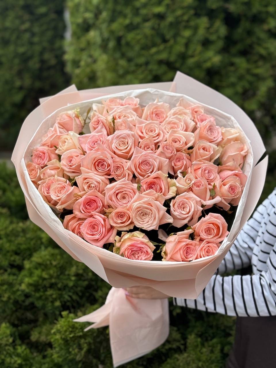 51 Rosen der Sorte Kimberly