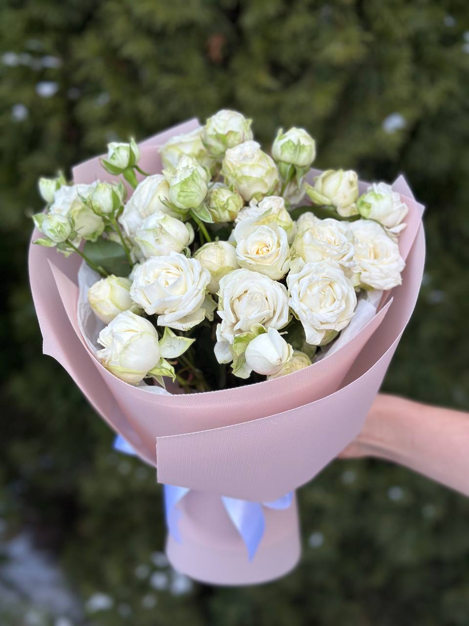 19 Strauß-Pfingstrosenrosen Sorte Miss Bombastic