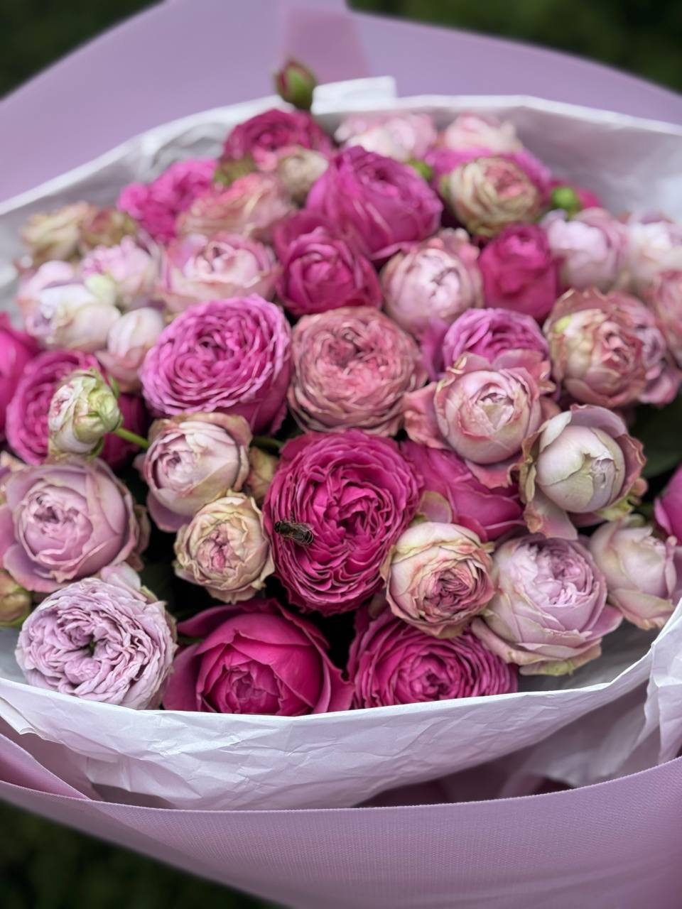 39 piwonopodobnych róż odmiany LavenderLace i Lawendowe