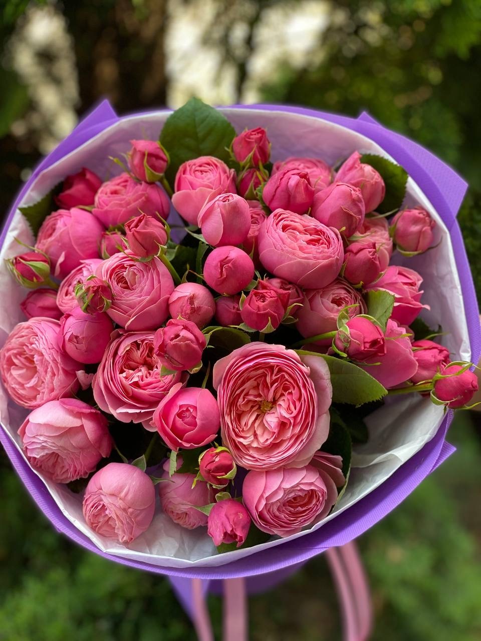 19 verzweigte pfingstrosenähnliche Rosen Sorte Lavenderlace Light