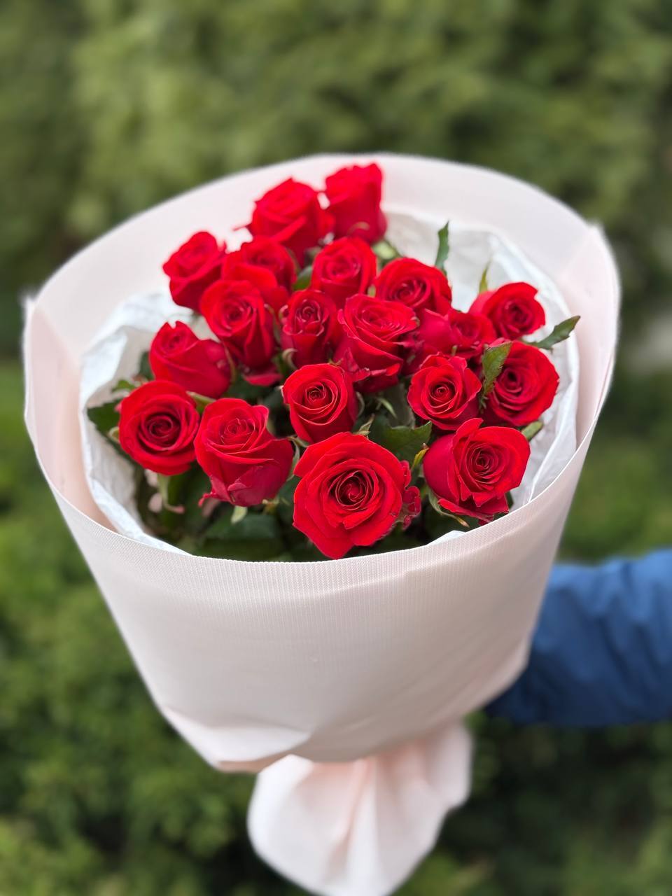 19 Rosen der Sorte Red Eagle
