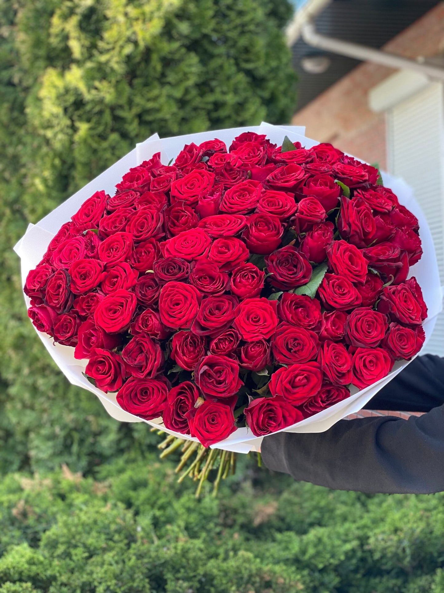 101 Rosen Sorte Grand Prix