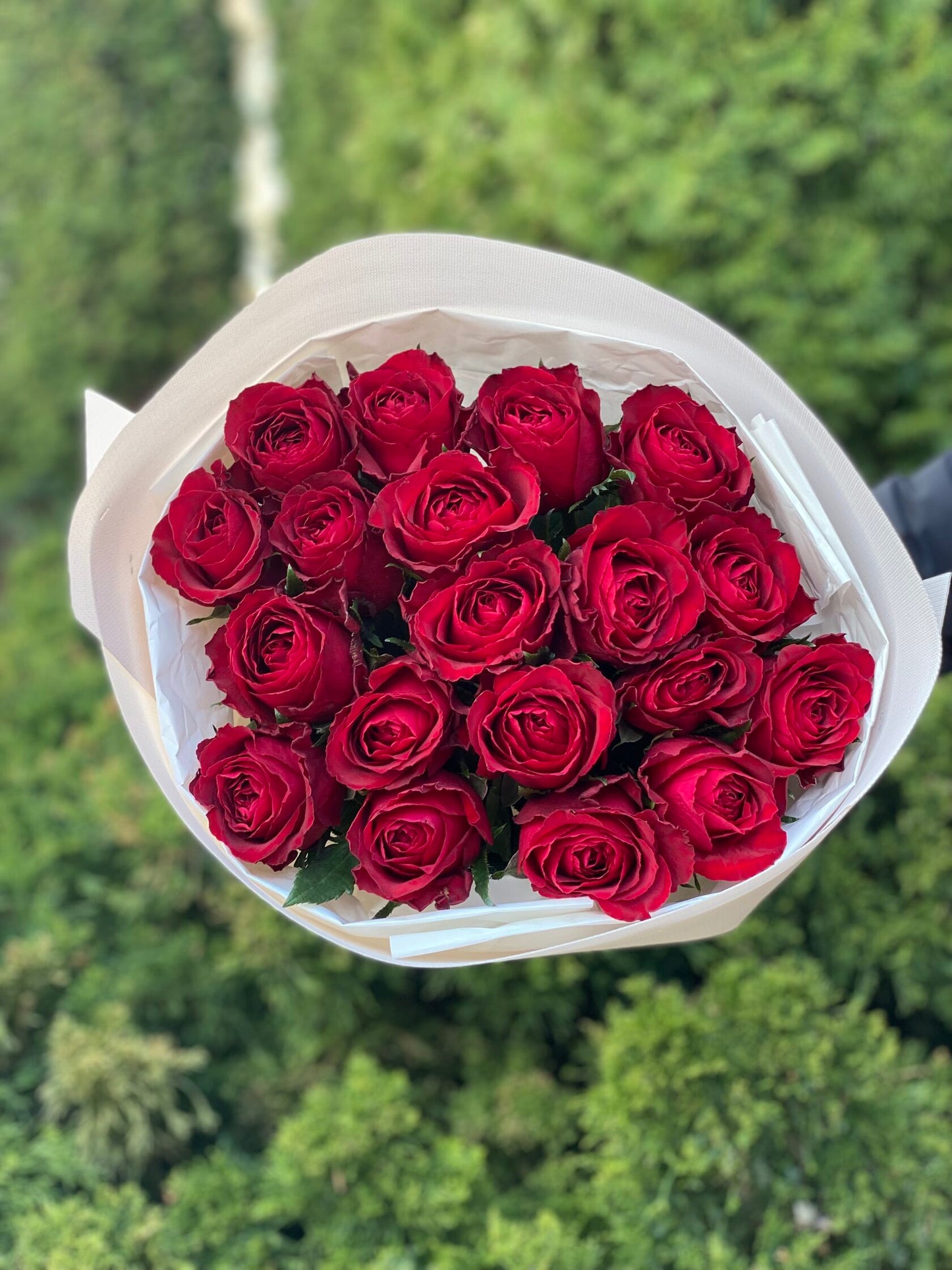 19 Rosen der Sorte Red Eagle