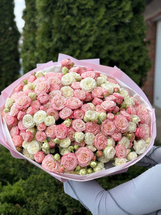 101 piwonopodobnych róż (odmiany Miss Bombastic i Bombastic)