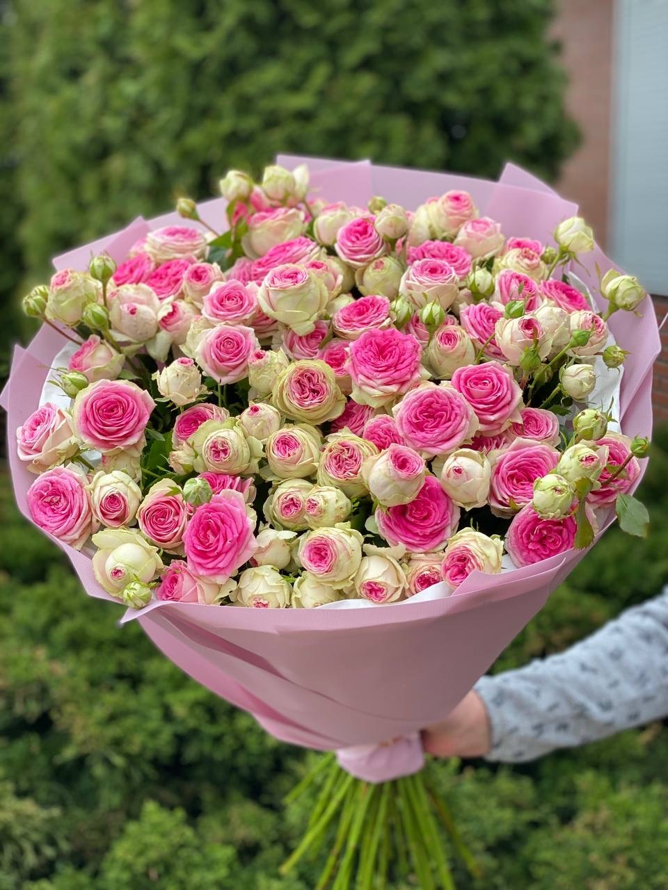 39 пионовидных роз сорта «Джелато»