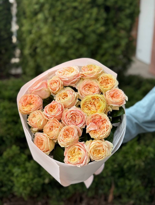 19 пионовидных роз сорта Присцилла