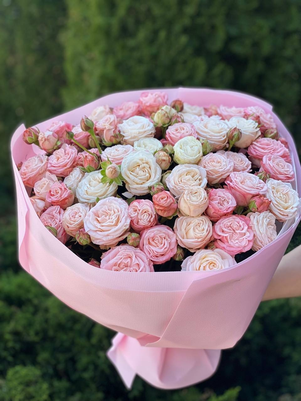 39 róż — Prince Bombastic i Bombastic