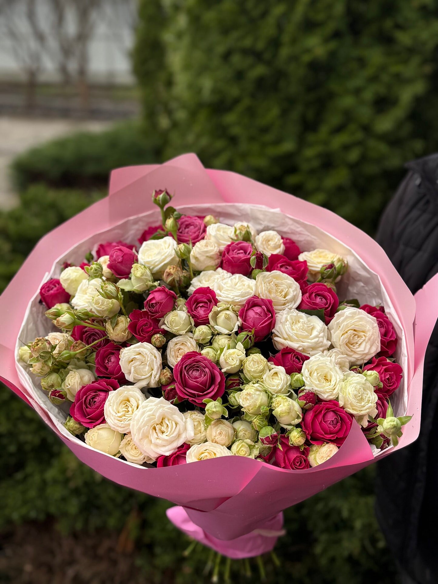 51 Pfingstrosenrosen der Sorten Miss Bombastic und Majestic