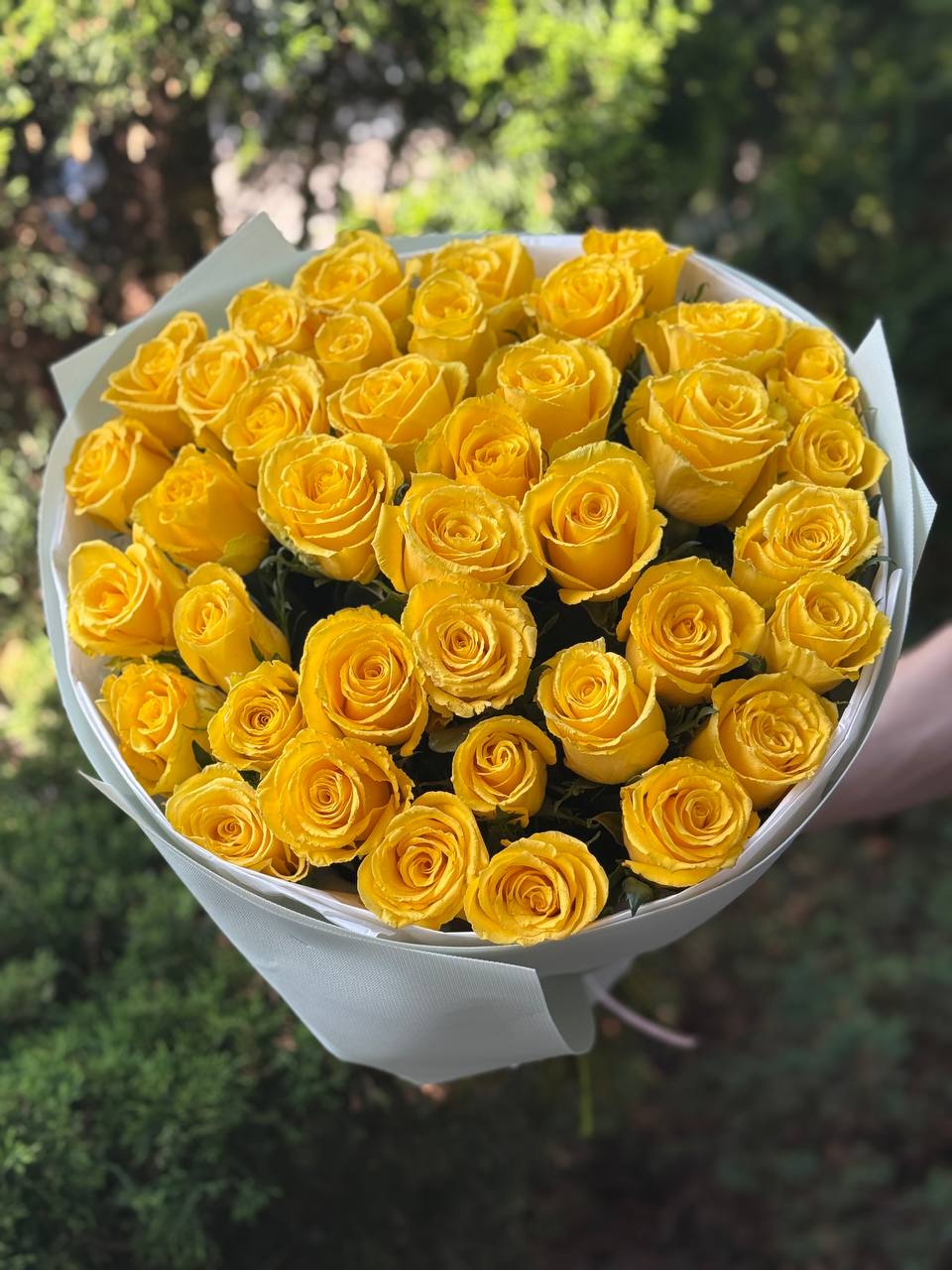 51 Rosen der Sorte Penny Lane