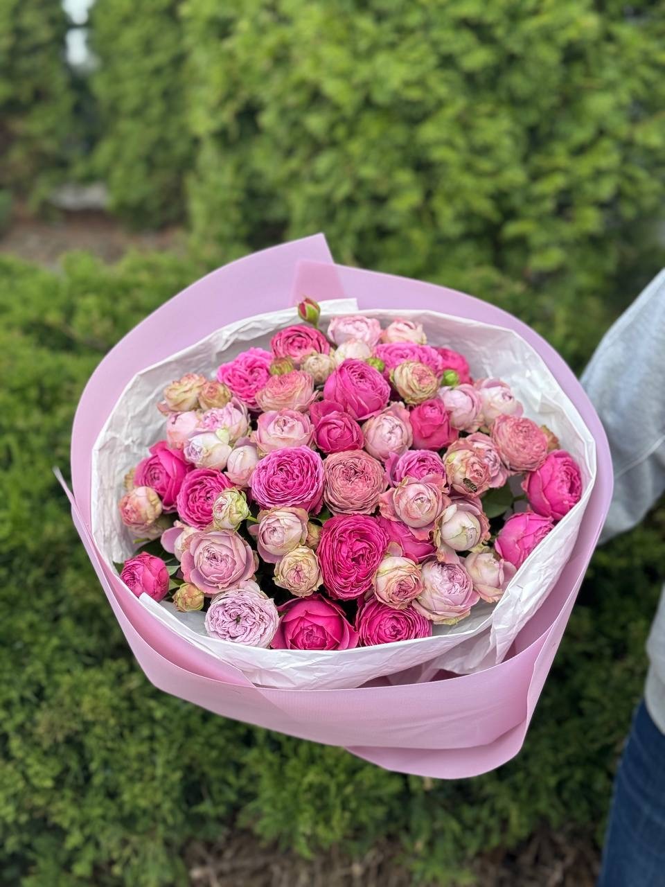 39 piwonopodobnych róż odmiany LavenderLace i Lawendowe