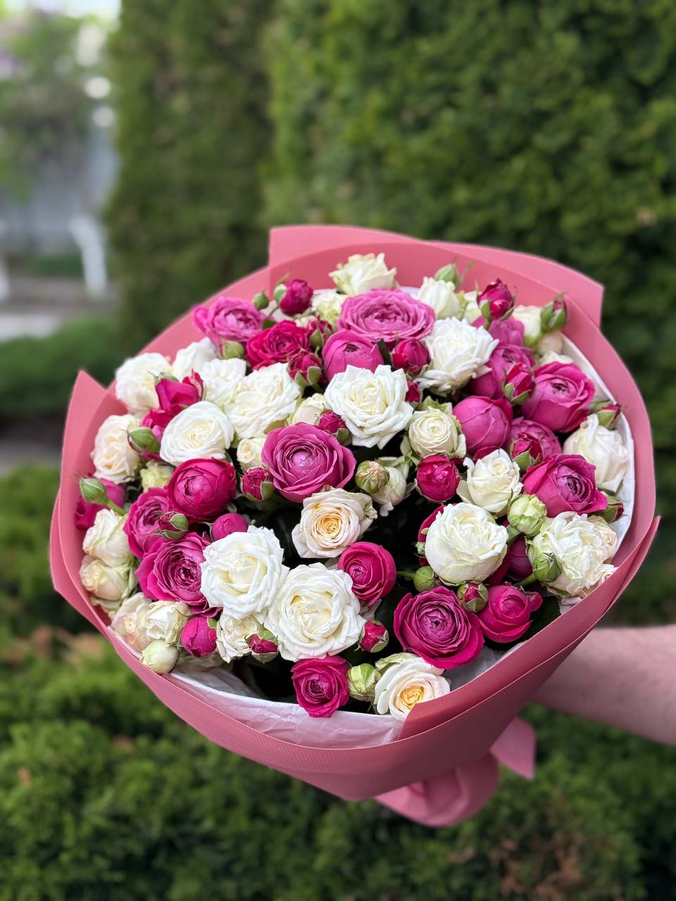 39 róż odmiany Prince Bombastic i Majestic