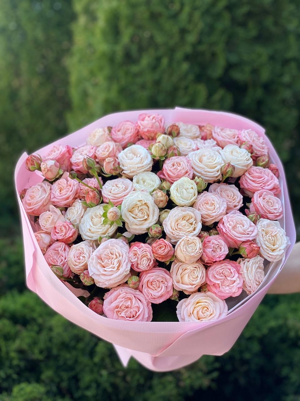 39 róż — Prince Bombastic i Bombastic