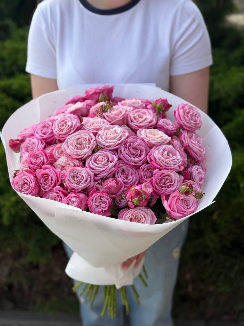 19 verzweigte pfingstrosenähnliche Rosen Sorte Lady Bombastic