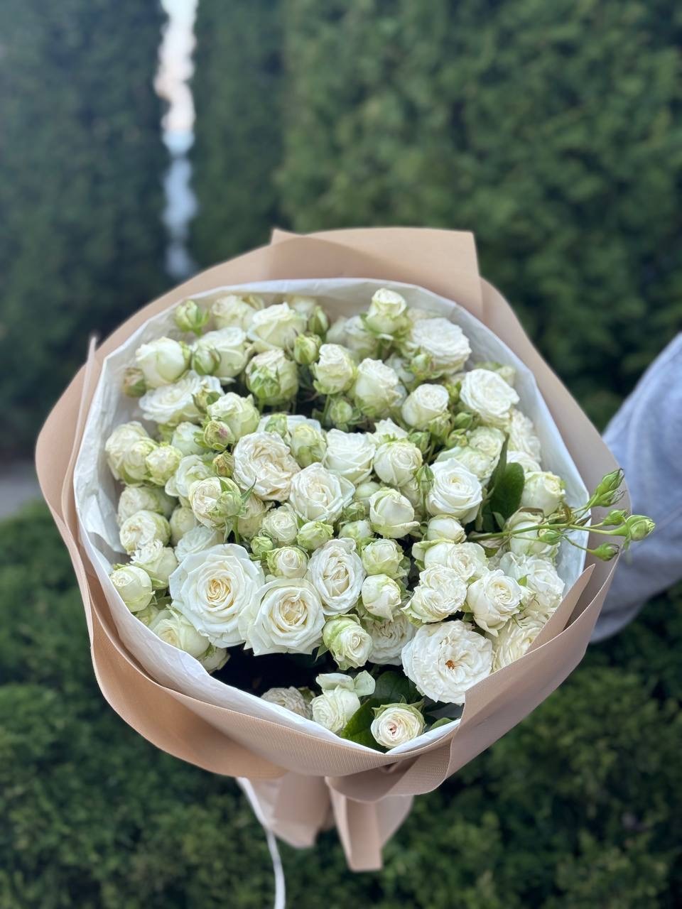 19 Strauß-Pfingstrosenrosen Sorte Miss Bombastic