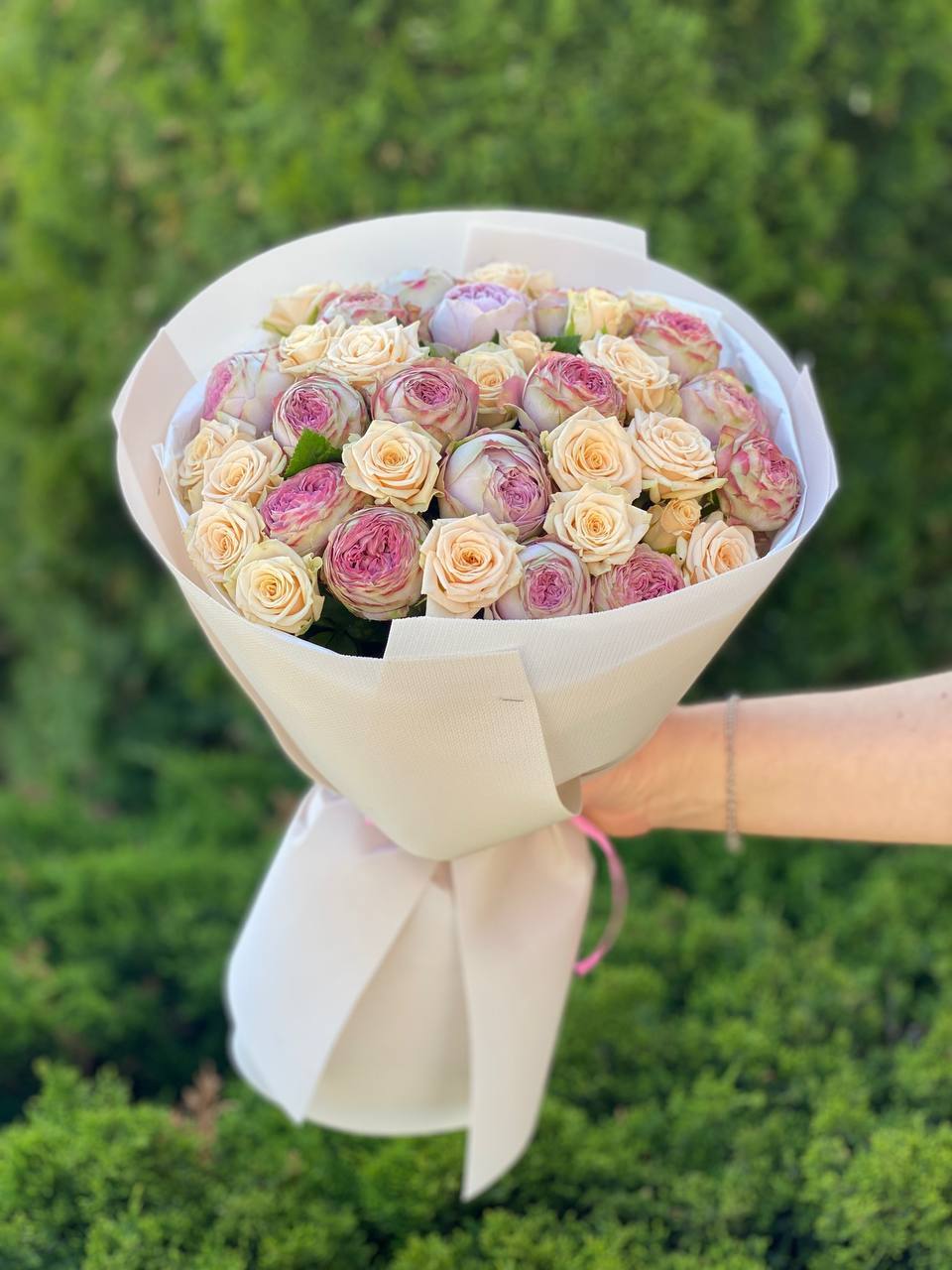 39 piwonopodobnych róż odmiany Tanya i LavenderLace