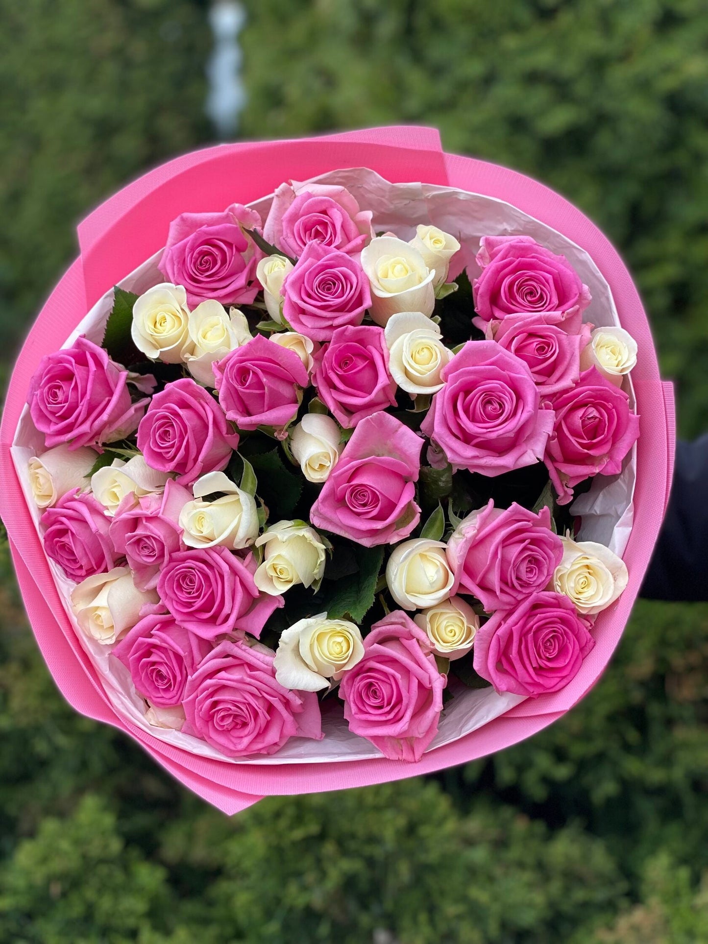 39 роз сортов Белуга и Аква