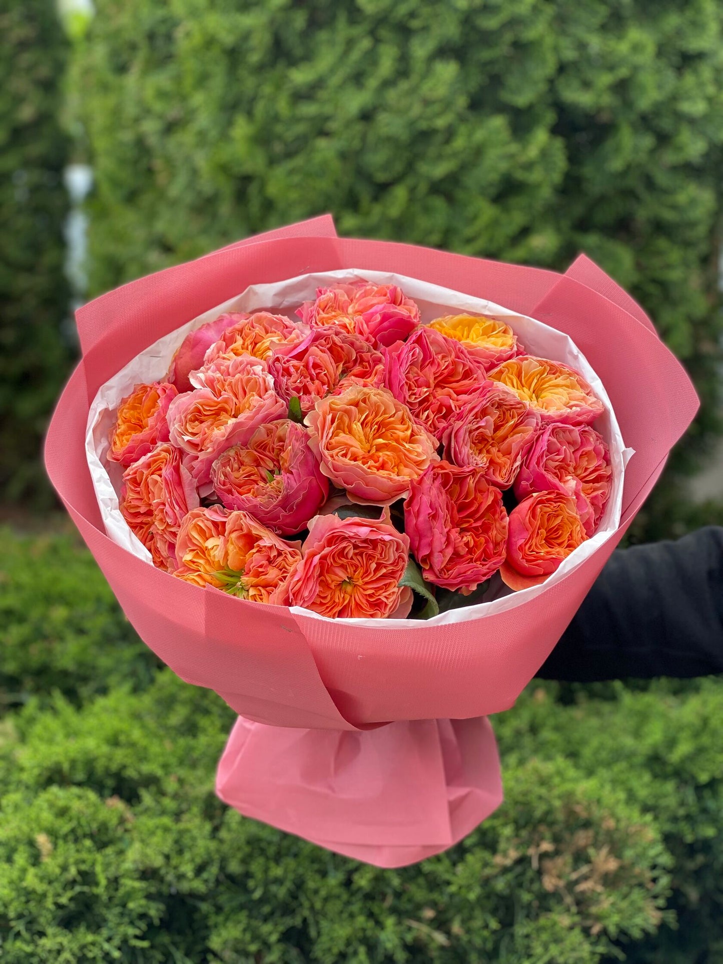 19 Rosen Sorte Kensington Garden orangefarbene Pfingstrosenrosen