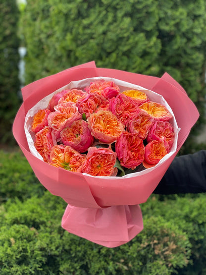 19 Rosen Sorte Kensington Garden orangefarbene Pfingstrosenrosen