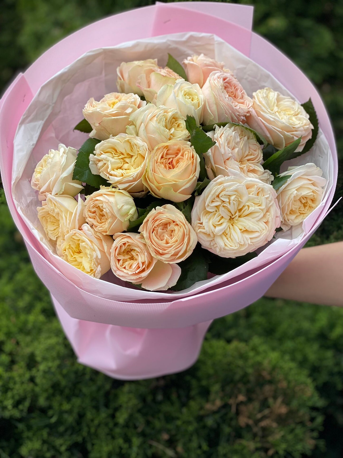 19 Rosen Sorte Priscilla Pfingstrosenrosen