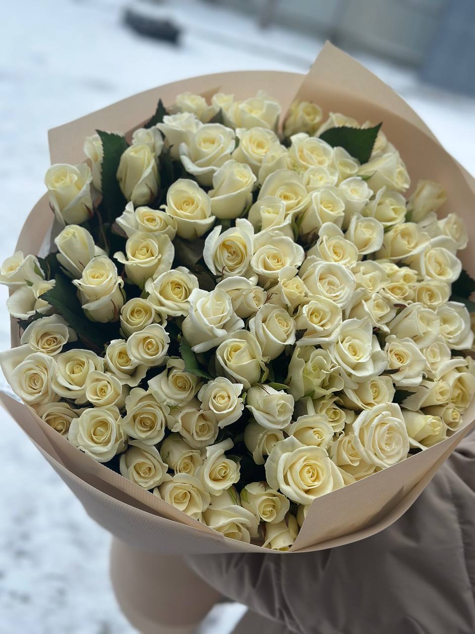 101 Rosen Sorte Beluga