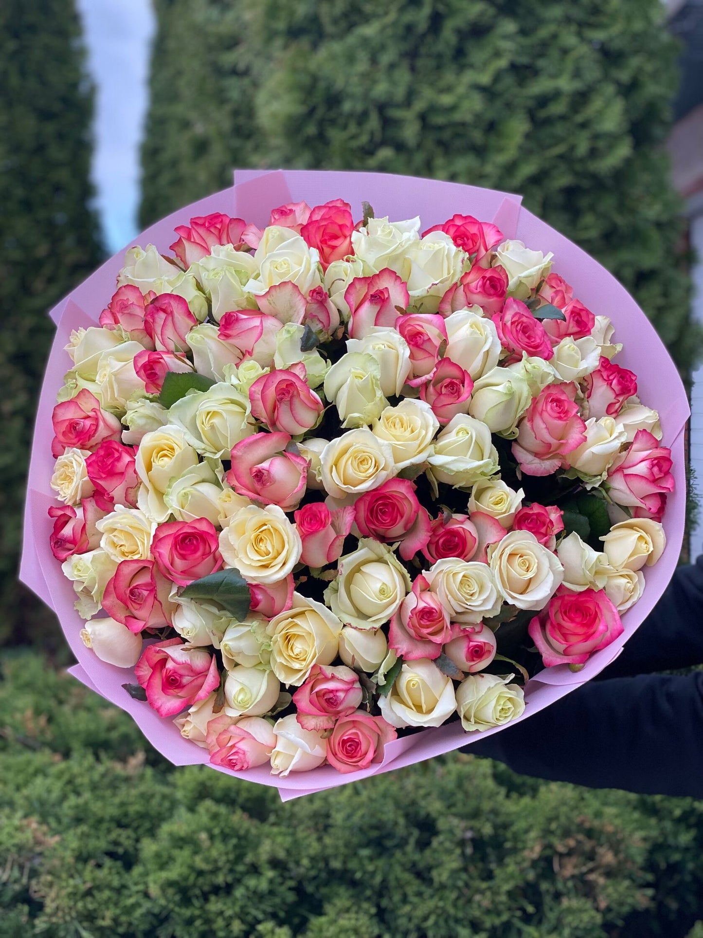 101 Rosen Sorte Jumilia und Avalanche