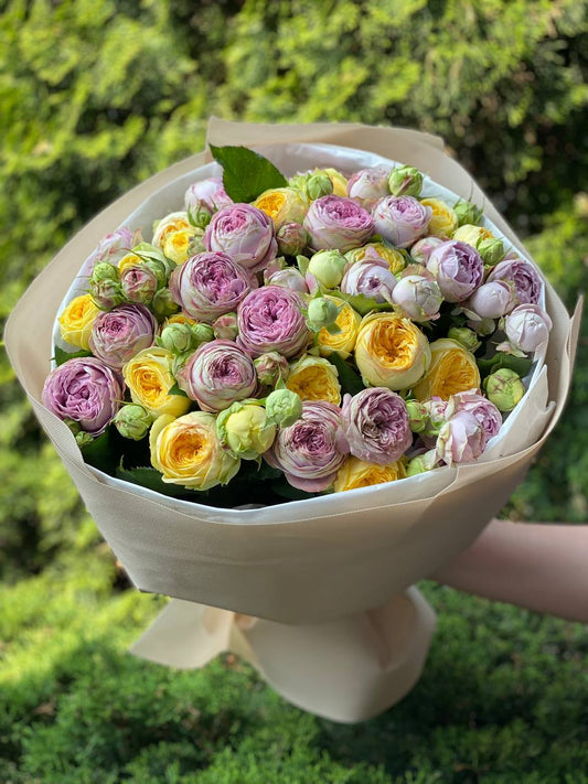 51 Pfingstrosenrosen der Sorten Lavendel und Peony